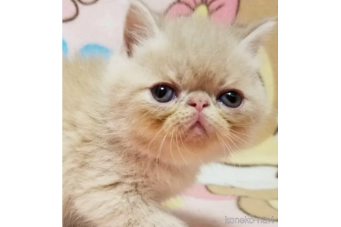 成約済の京都府のエキゾチックショートヘア-83668の3枚目